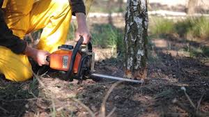 Tree and Shrub Care in Long Lake, IL