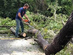 Reliable Long Lake, IL Tree Care Solutions